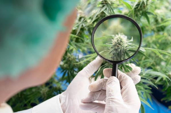 New weed compound discovered – but that’s not the best part