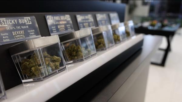 ‘We are exhausted’: leaked internal letter shows turmoil in NY cannabis office
