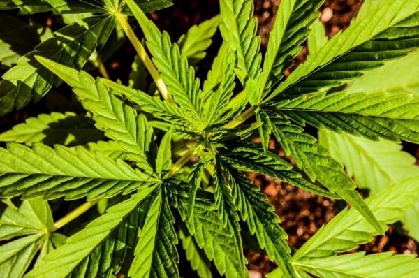 Weird ways people are using weed right now