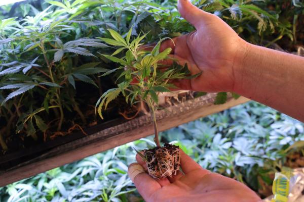Hemp industry may find reprieve from…