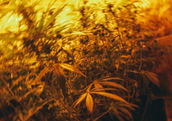 Weed takes unexpected priority with feds