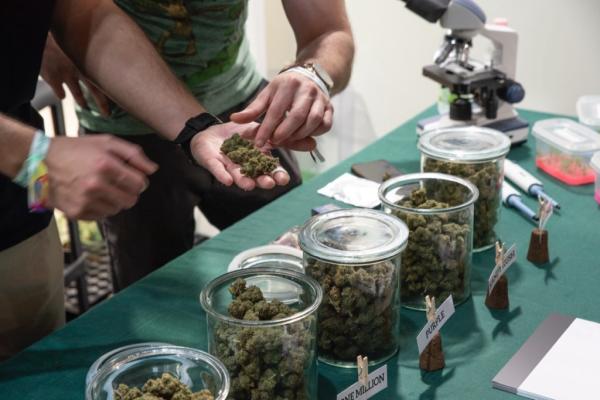 photo of The unexpected impact Trump is having on weed image