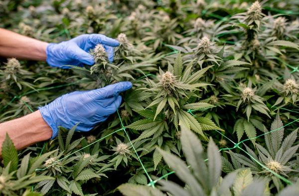 Senator offers timeline for major marijuana bill