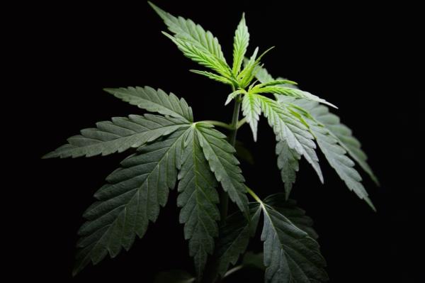 Major cannabis brand faces class action…