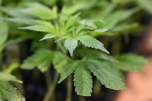 State passes bill to protect weed-using…
