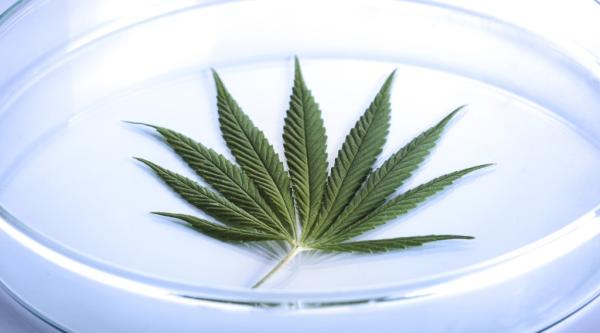 THC from silver? Scientists find surprising way to produce…
