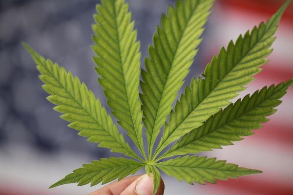 Senate moves to postpone federal hemp crackdown