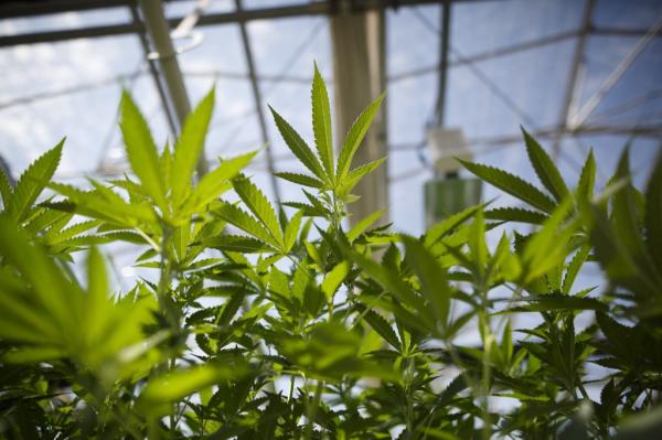 Study uncovers troubling new cannabis…