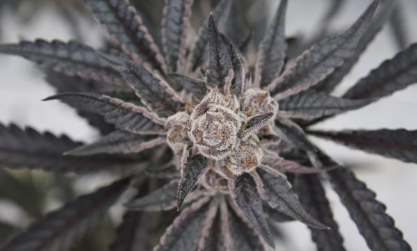 From Buds to Seeds: The Evolution of a…