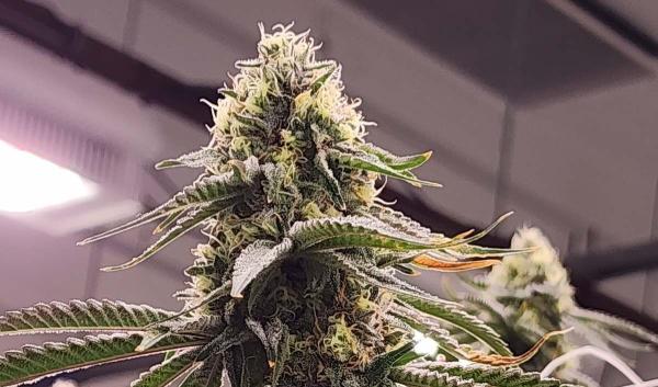 THCA Flower Explained: The Chemistry…