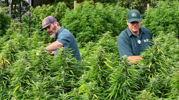 TobaGrown Acquires Great Gardener Farms