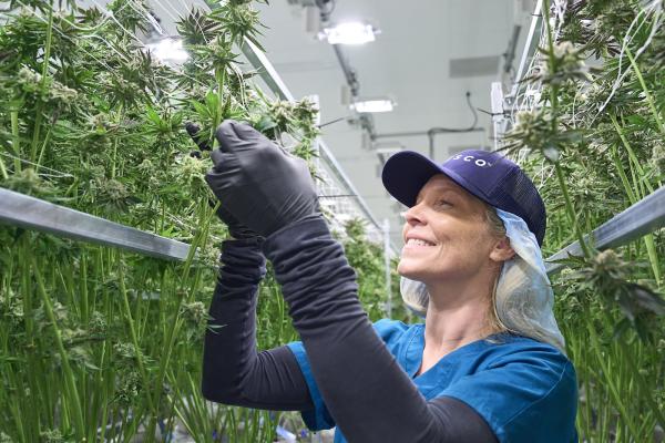 Green Thumb and Cresco Labs to enter&hellip;