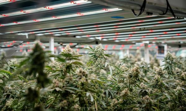 Cultivation’s Biggest Risk Isn’t the&hellip;