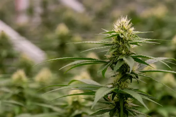 White House Weighs In On Hemp&hellip;