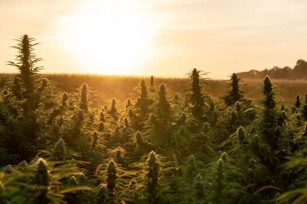 photo of Hemp Needs What Alcohol Already Has: A Clear Definition (Op-Ed) image