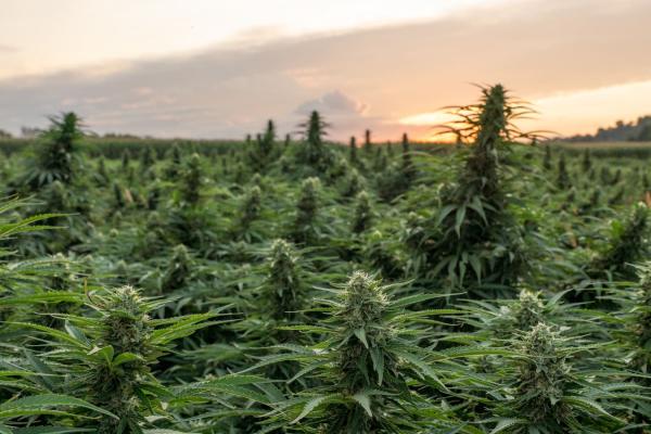 Congress Should Delay The Federal Hemp&hellip;