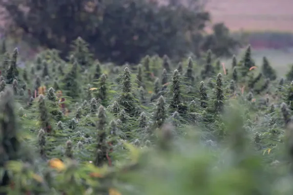 American Farmers Grew $739 Million&hellip;