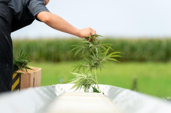 New Federal Hemp Law Signed By Trump…