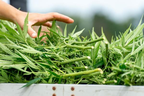 photo of How Hemp Producers Can Unlock Potential In Carbon Credit Markets (Op-Ed) image