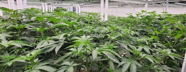 How Premium Feminised Cannabis Seeds…