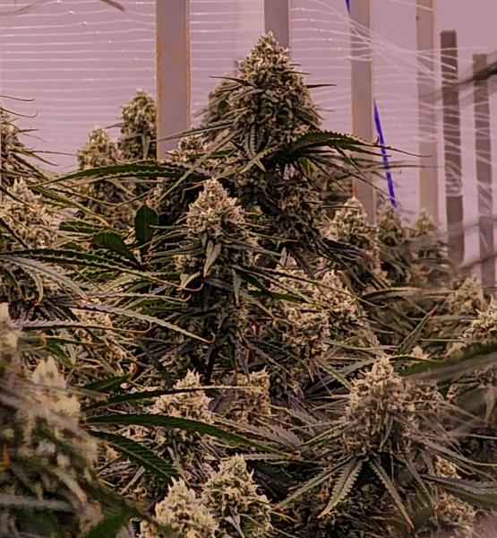 Why Hemp CBD Flower Is Tested for&hellip;