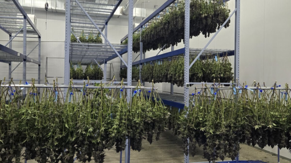 photo of Grown Rogue kicks off New Jersey sales after getting cultivation facility up and running image