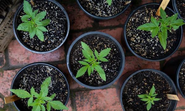 Tiny Space, Huge Harvest: Maximize…