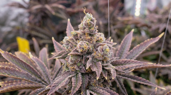 How to grow Hash Burger seeds, Leafly&hellip;