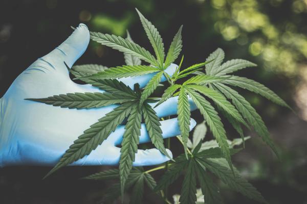 NewsBrief: Calif.’s other new hemp law