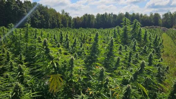 photo of $600,000 in grants to help develop minor cannabinoids in Canada’s hemp crops image