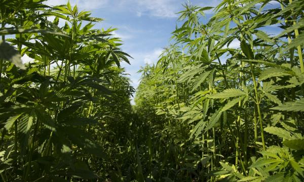 Banning Hemp Products Isn’t The Way To…