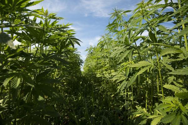 Texas Hemp Product Ban Would Devastate A…