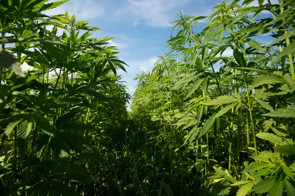 Hemp And Marijuana Businesses Should…