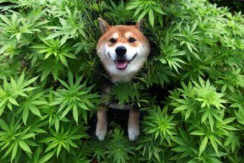 photo of CBD For Dogs: It’s Good For You image