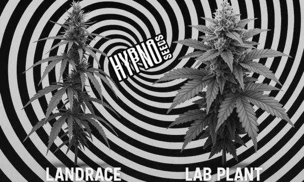 From Landraces to Lab Legends: The…