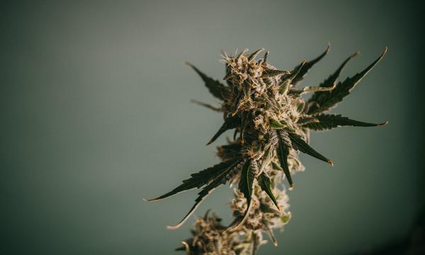 Your Home Grow Journey Starts With I…