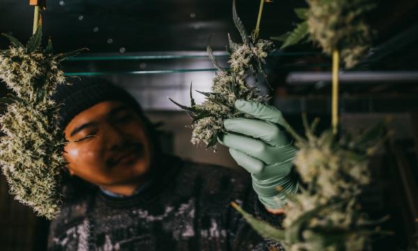 ILGM Empowers Home Growers With…
