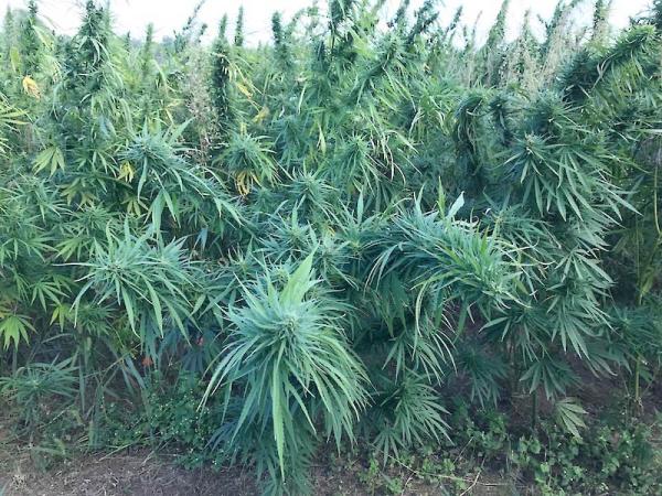 Foundation funds cannabis professor for…