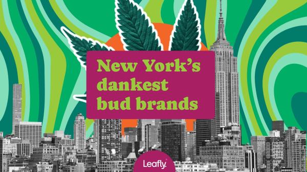 Discover New York’s top cannabis…