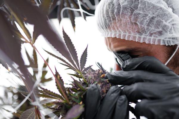 InterCure to acquire American cultivator…