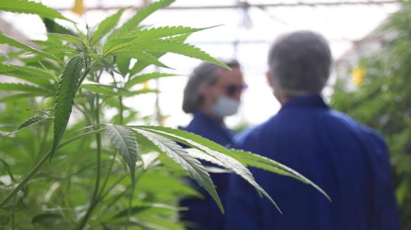 Israel Names Four Canadian Cannabis…