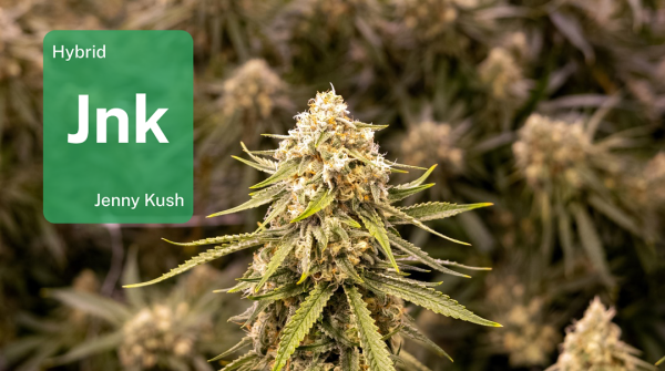 Jenny Kush in Chicago: Learn why…