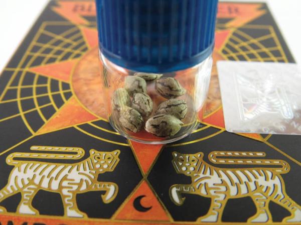 Fire Follower: Exploring Black Amber