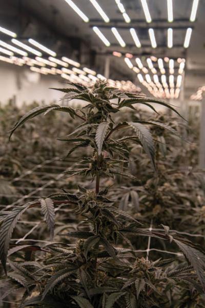 Grow of the Month: Fairwinds / Sunshine Farms