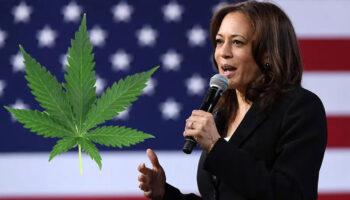 photo of Democratic Senator Says Marijuana Could Be ‘Huge’ Motivator For Voters As Harris Avoids Issue On Campaign Trail image