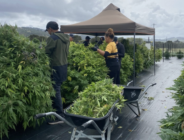 Kiwi medical cannabis firm secures&hellip;