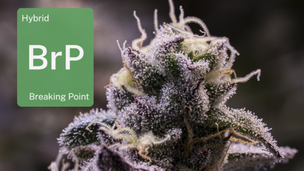 Breaking Point in Phoenix: Inside Grow…