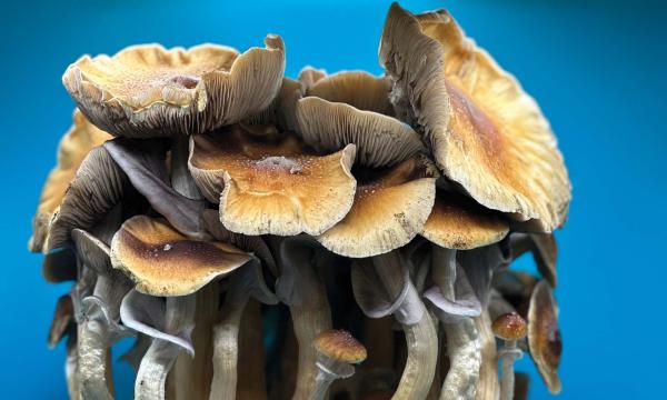 The Psychedelic Renaissance Begins&hellip;