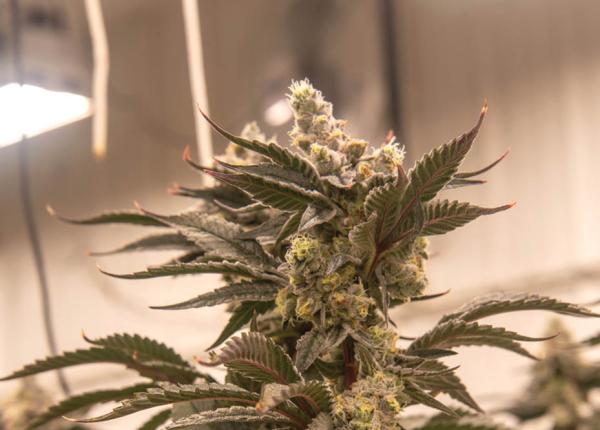 Grow Tour: Bacon’s Buds