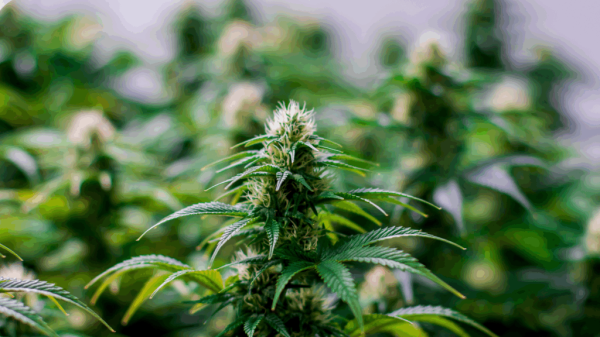 SCOOP: Calif. DCC “sandbagging”&hellip;